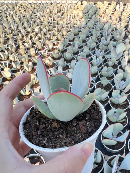 AS5 Kalanchoe thyrsifolia 'White Eyebrows'(Pot size 3.6in)/Echeveria/Variegated Natural Live Plants Succulents