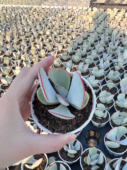 AS5 Kalanchoe thyrsifolia 'White Eyebrows'(Pot size 3.6in)/Echeveria/Variegated Natural Live Plants Succulents