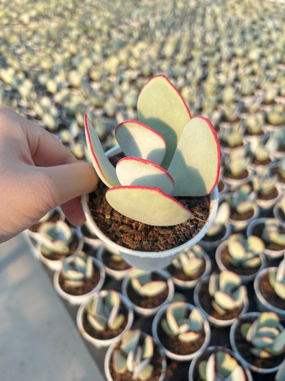 AS5 Kalanchoe thyrsifolia 'White Eyebrows'(Pot size 3.6in)/Echeveria/Variegated Natural Live Plants Succulents