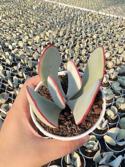 AS5 Kalanchoe thyrsifolia 'White Eyebrows'(Pot size 3.6in)/Echeveria/Variegated Natural Live Plants Succulents