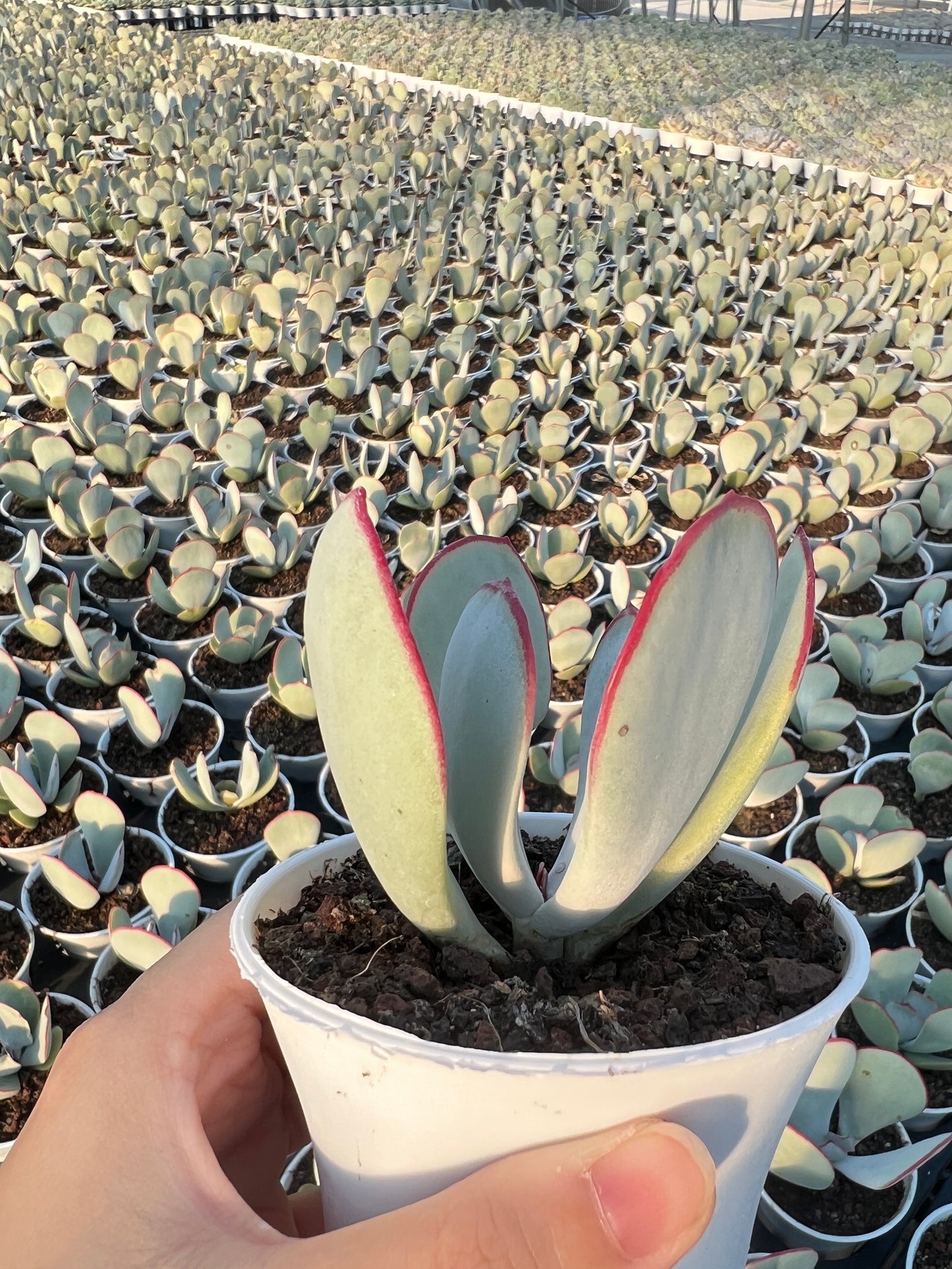 AS5 Kalanchoe thyrsifolia 'White Eyebrows'(Pot size 3.6in)/Echeveria/Variegated Natural Live Plants Succulents