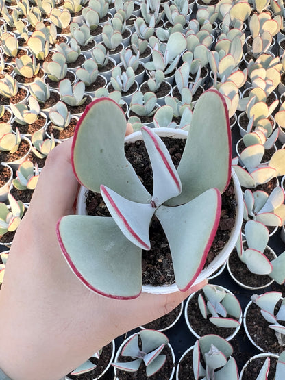 AS5 Kalanchoe thyrsifolia 'White Eyebrows'(Pot size 3.6in)/Echeveria/Variegated Natural Live Plants Succulents