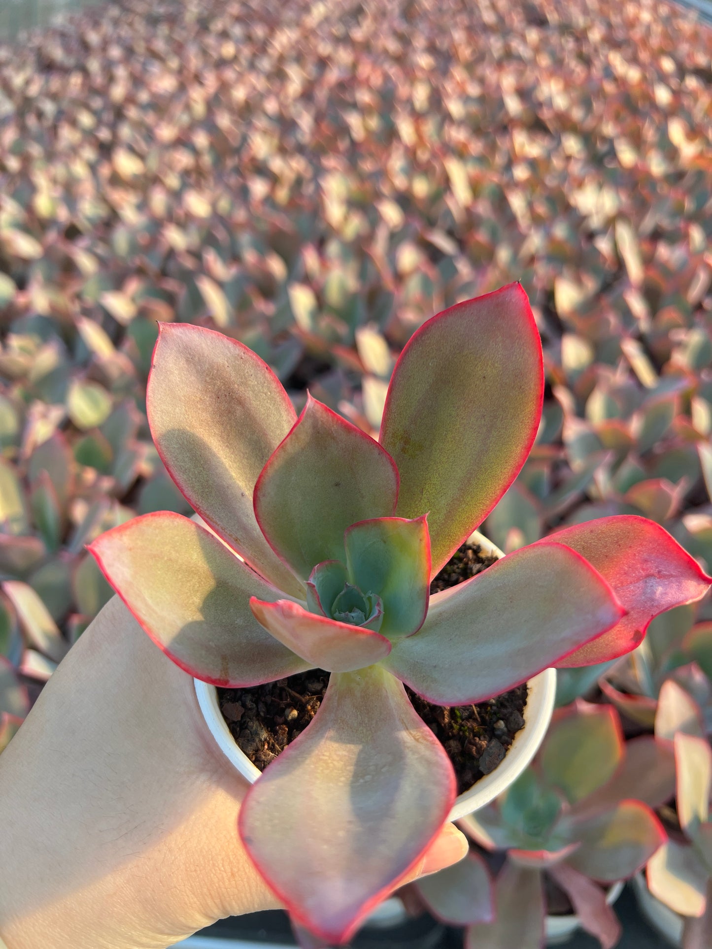 AS6 Kennedy(Pot size 3.6in)/Echeveria/Variegated Natural Live Plants Succulents