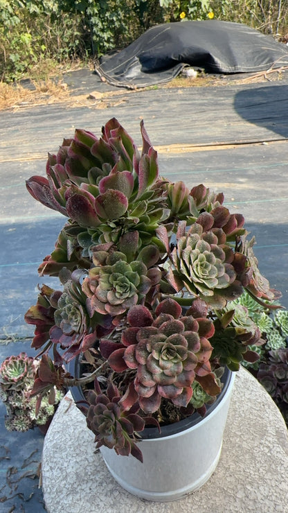 57Dancing Fairy cluster20-30cm Old pile/ 10-20 heads/ Aeonium cluster / Variegated Natural Live Plants Succulents