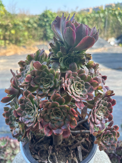 57Dancing Fairy cluster20-30cm Old pile/ 10-20 heads/ Aeonium cluster / Variegated Natural Live Plants Succulents