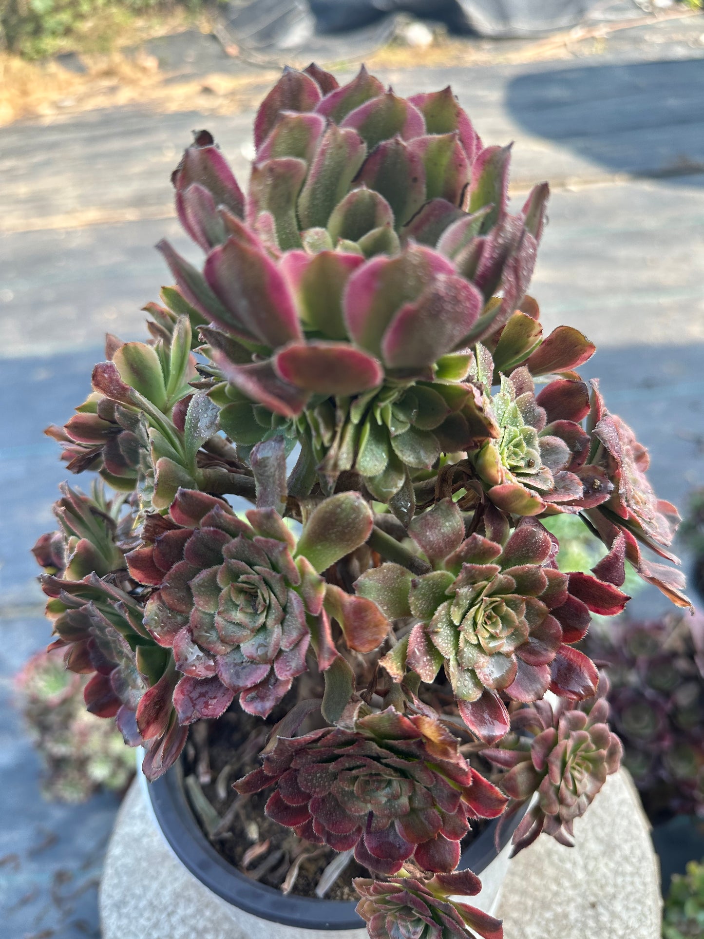 57Dancing Fairy cluster20-30cm Old pile/ 10-20 heads/ Aeonium cluster / Variegated Natural Live Plants Succulents