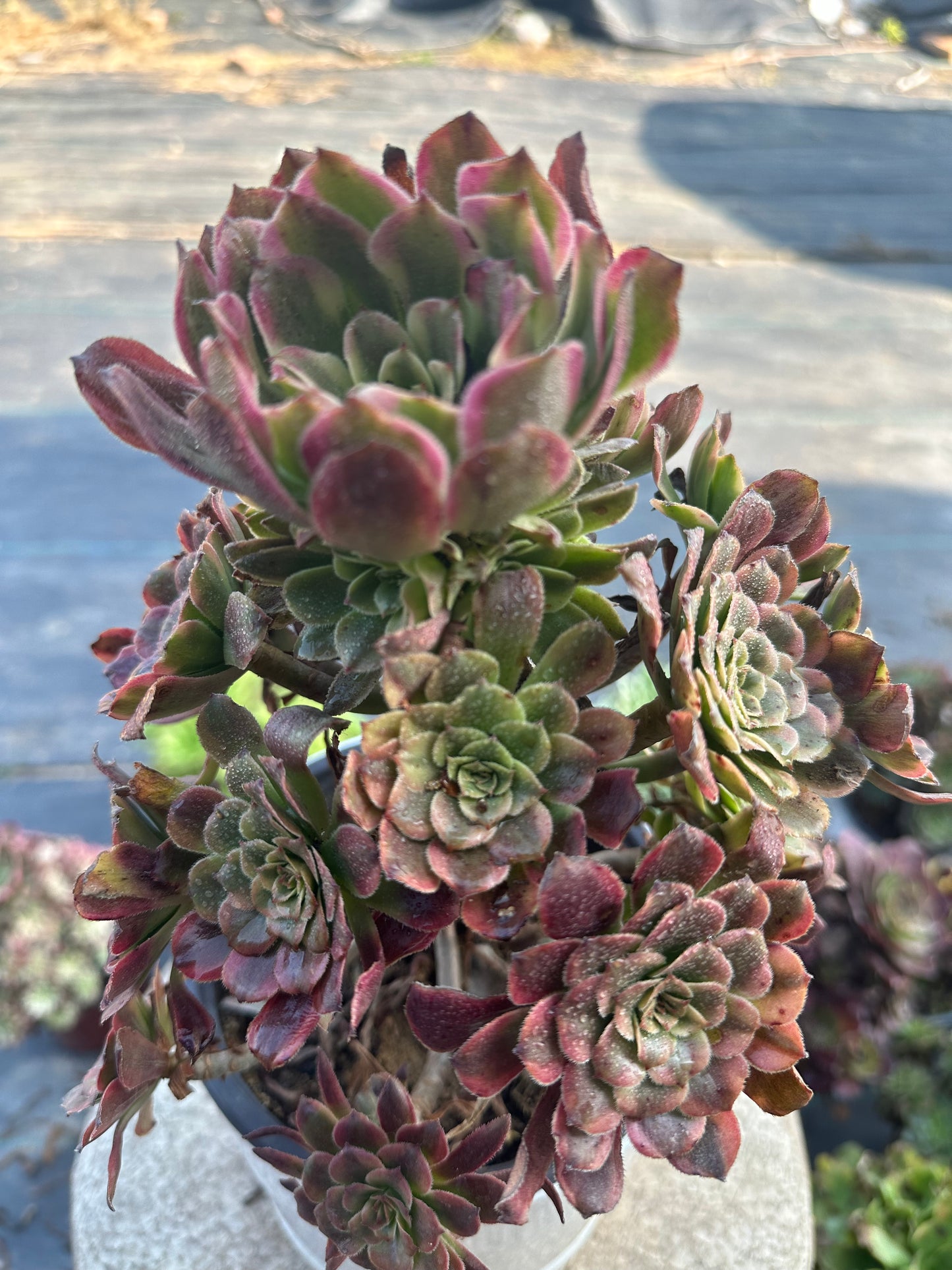 57Dancing Fairy cluster20-30cm Old pile/ 10-20 heads/ Aeonium cluster / Variegated Natural Live Plants Succulents