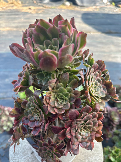 57Dancing Fairy cluster20-30cm Old pile/ 10-20 heads/ Aeonium cluster / Variegated Natural Live Plants Succulents