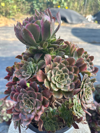 57Dancing Fairy cluster20-30cm Old pile/ 10-20 heads/ Aeonium cluster / Variegated Natural Live Plants Succulents