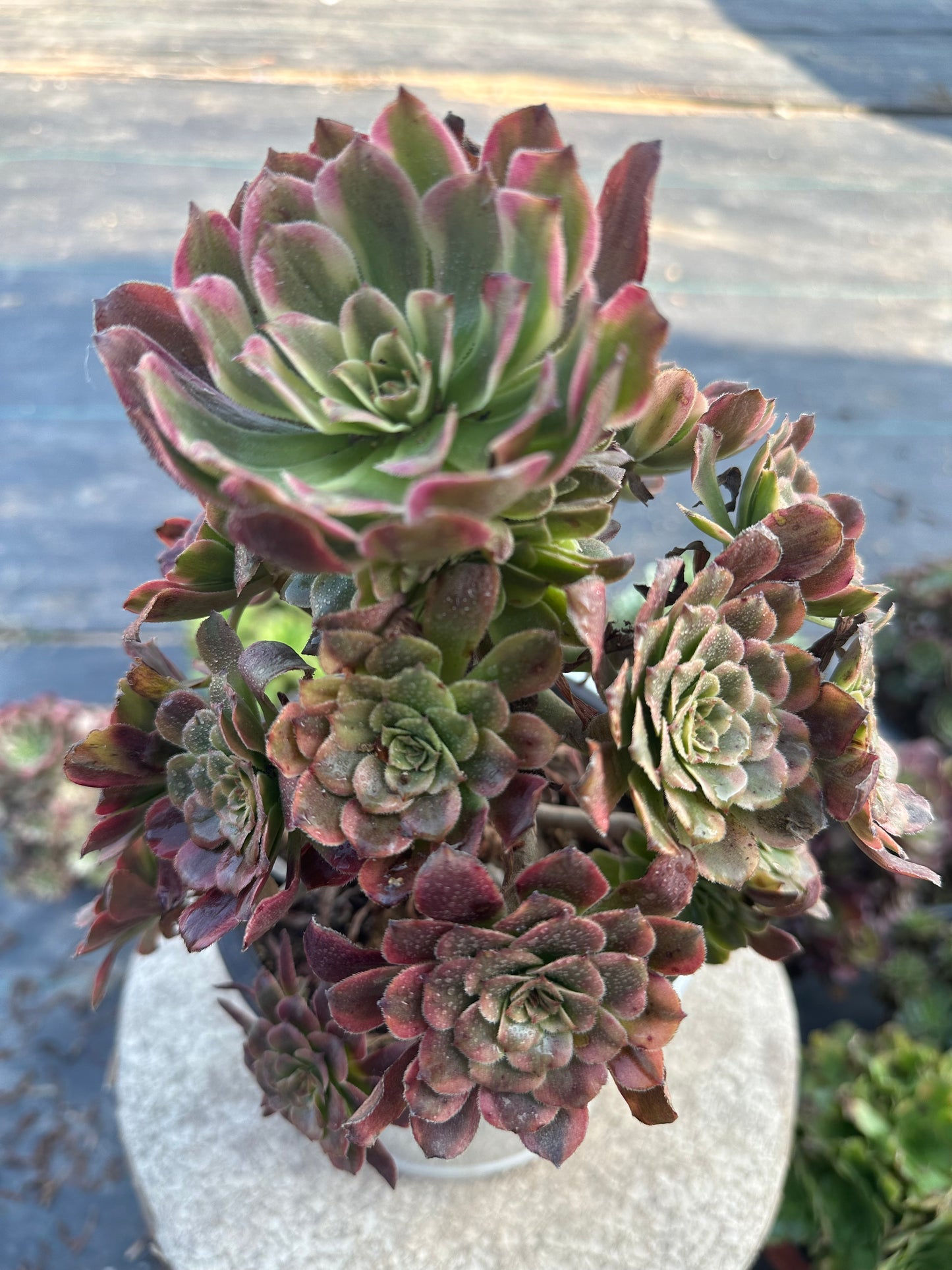 57Dancing Fairy cluster20-30cm Old pile/ 10-20 heads/ Aeonium cluster / Variegated Natural Live Plants Succulents