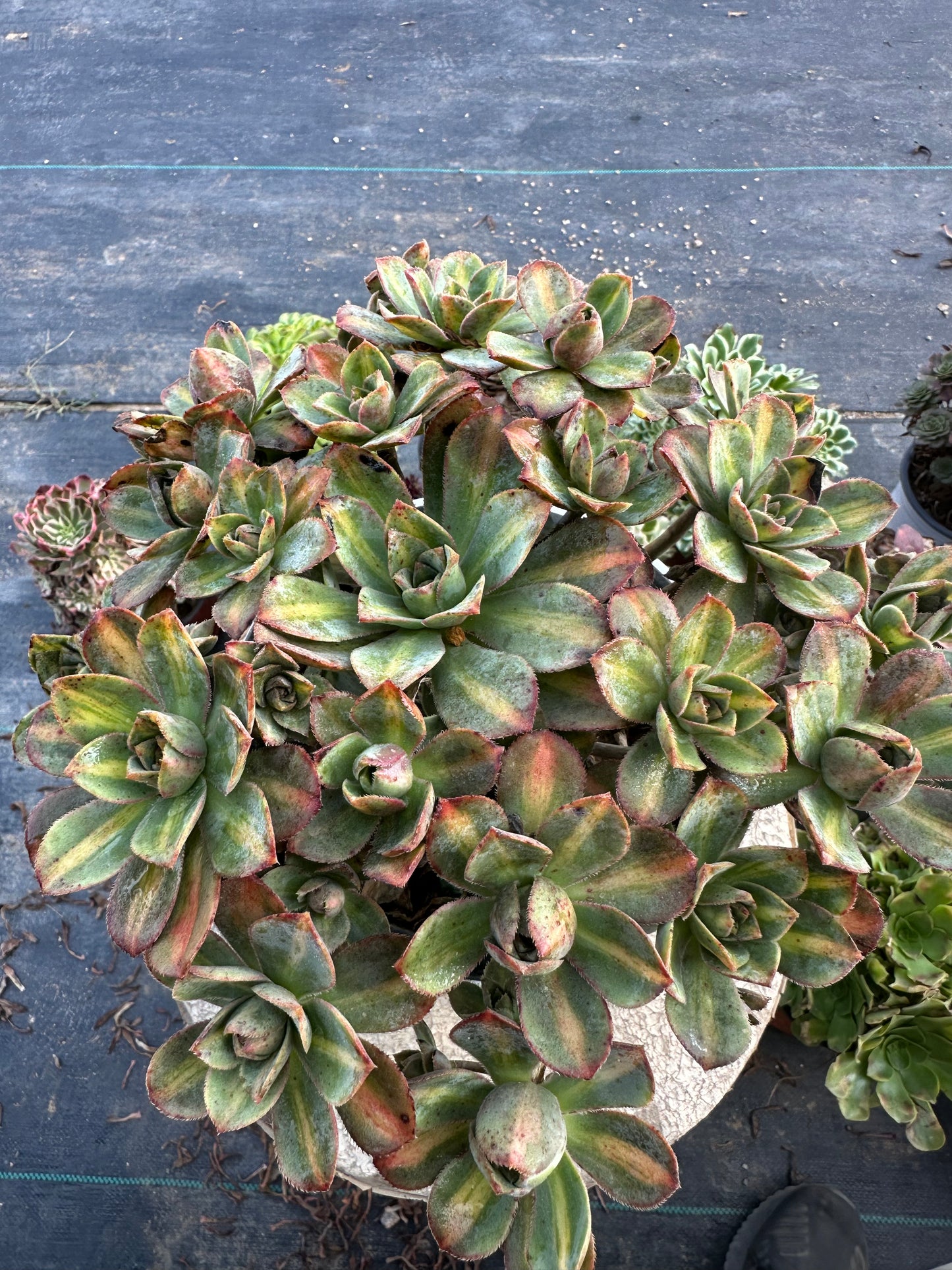 Star burst Middle spot cluster20-30cm Old pile/ 10-20heads/ Aeonium cluster / Variegated Natural Live Plants Succulents