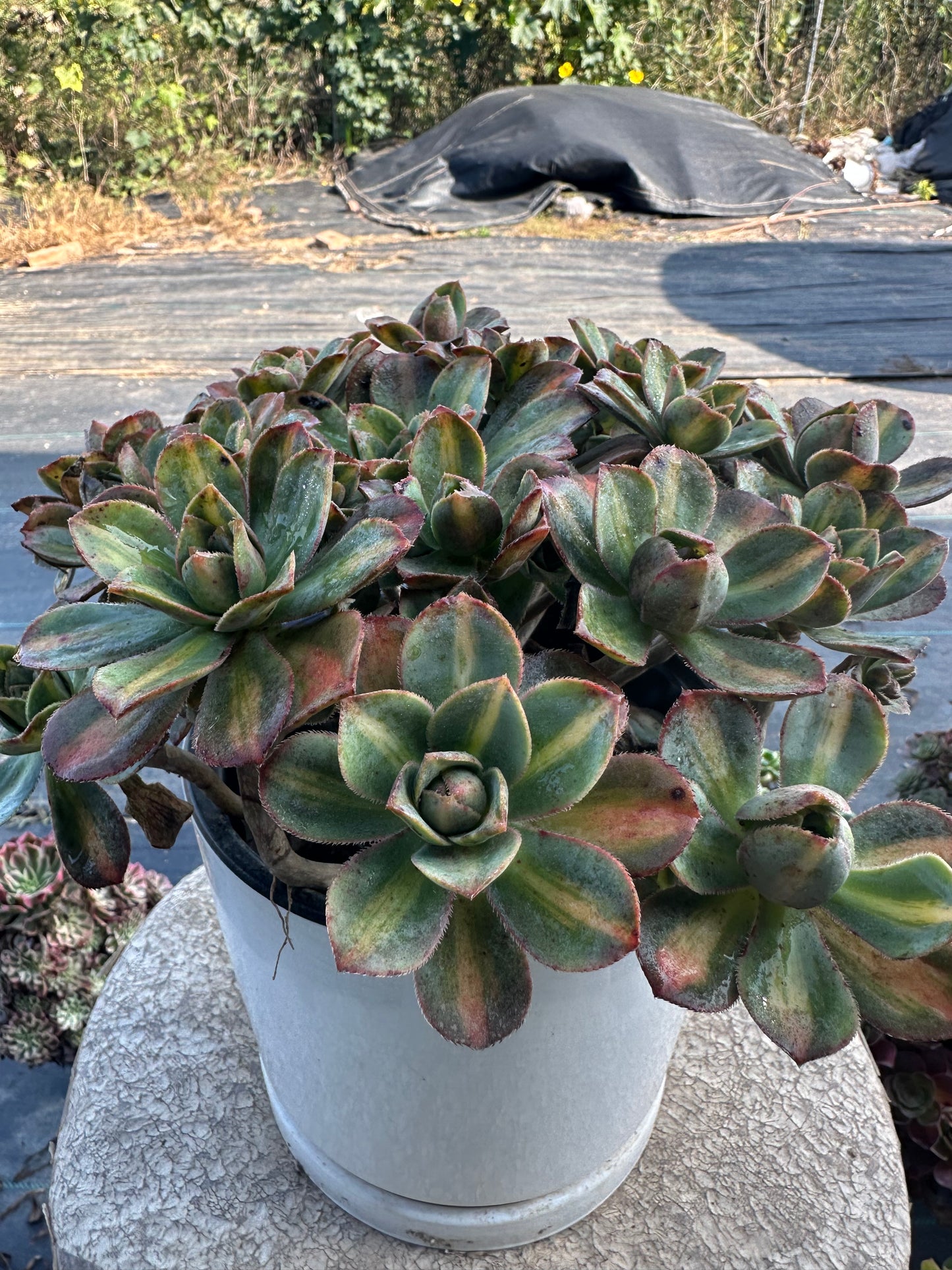 Star burst Middle spot cluster20-30cm Old pile/ 10-20heads/ Aeonium cluster / Variegated Natural Live Plants Succulents