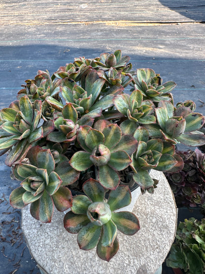 Star burst Middle spot cluster20-30cm Old pile/ 10-20heads/ Aeonium cluster / Variegated Natural Live Plants Succulents