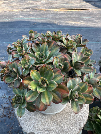 Star burst Middle spot cluster20-30cm Old pile/ 10-20heads/ Aeonium cluster / Variegated Natural Live Plants Succulents