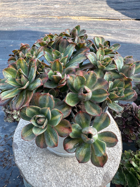 Star burst Middle spot cluster20-30cm Old pile/ 10-20heads/ Aeonium cluster / Variegated Natural Live Plants Succulents