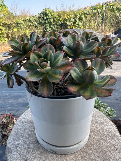 Star burst Middle spot cluster20-30cm Old pile/ 10-20heads/ Aeonium cluster / Variegated Natural Live Plants Succulents