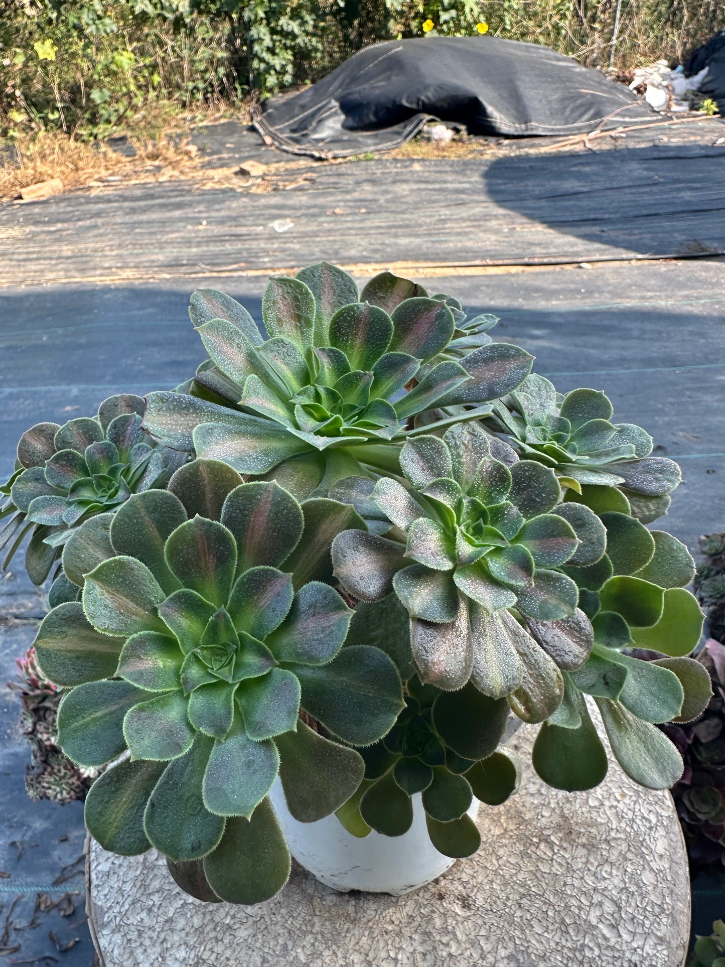 Pink Witch Middle spot cluster20-30cm Old pile/ 10-20heads/ Aeonium cluster / Variegated Natural Live Plants Succulents