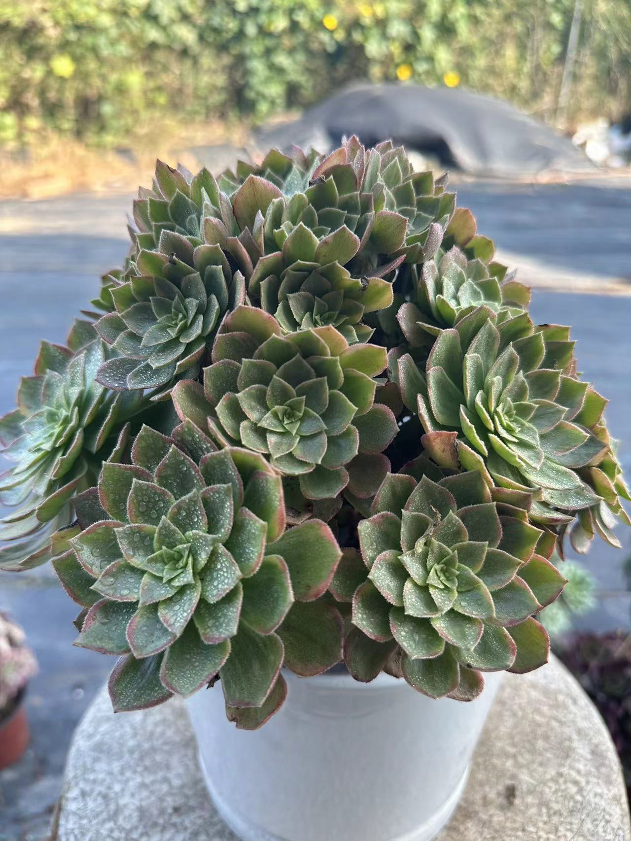 46Halloween brocade cluster20-30cm Old pile/ 10-20heads/ Aeonium cluster / Variegated Natural Live Plants Succulents