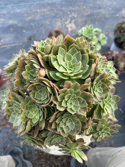 46Halloween brocade cluster20-30cm Old pile/ 10-20heads/ Aeonium cluster / Variegated Natural Live Plants Succulents