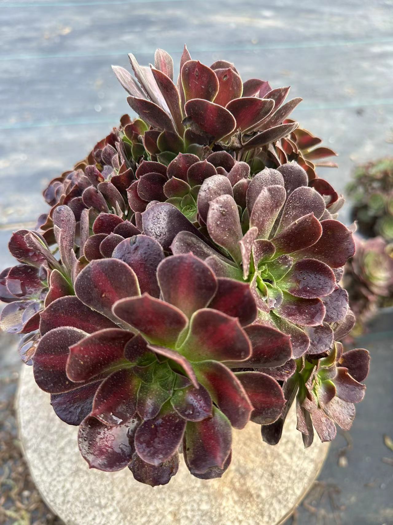 29Kilimanjaro cluster20-30cm Old pile/ 10-20heads/ Aeonium cluster / Variegated Natural Live Plants Succulents