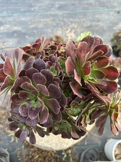 29Kilimanjaro cluster20-30cm Old pile/ 10-20heads/ Aeonium cluster / Variegated Natural Live Plants Succulents