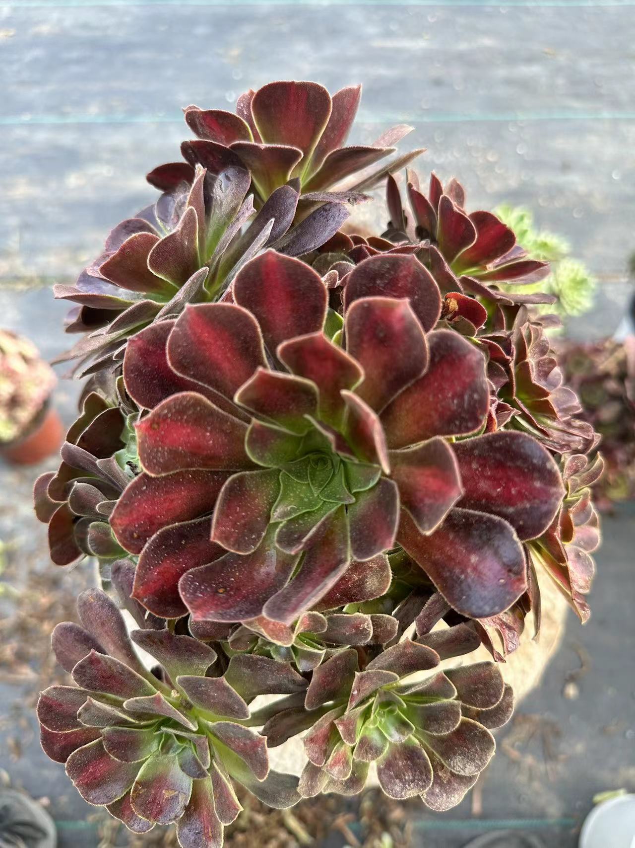 29Kilimanjaro cluster20-30cm Old pile/ 10-20heads/ Aeonium cluster / Variegated Natural Live Plants Succulents