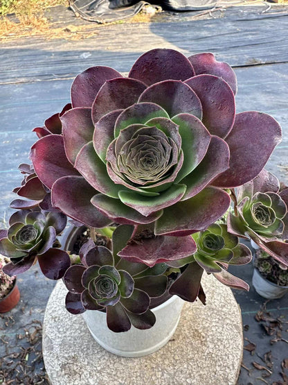 49Charm Golden Rose cluster20-30cm Old pile/ 10-20heads/ Aeonium cluster / Variegated Natural Live Plants Succulents