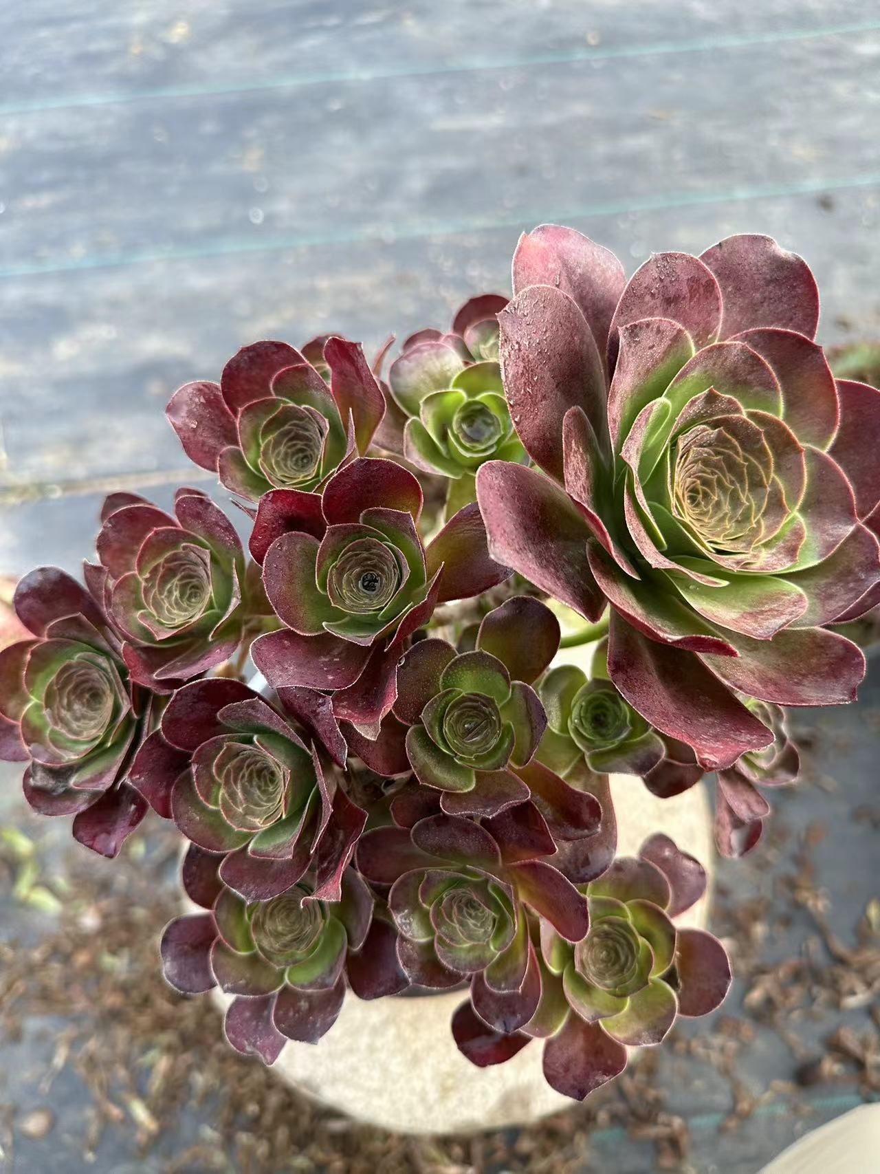 49Charm Golden Rose cluster20-30cm Old pile/ 10-20heads/ Aeonium cluster / Variegated Natural Live Plants Succulents