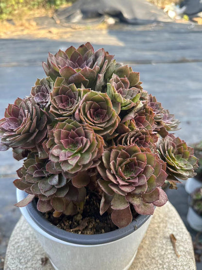 56red devil cluster20-30cm Old pile/ 10-20heads/ Aeonium cluster / Variegated Natural Live Plants Succulents