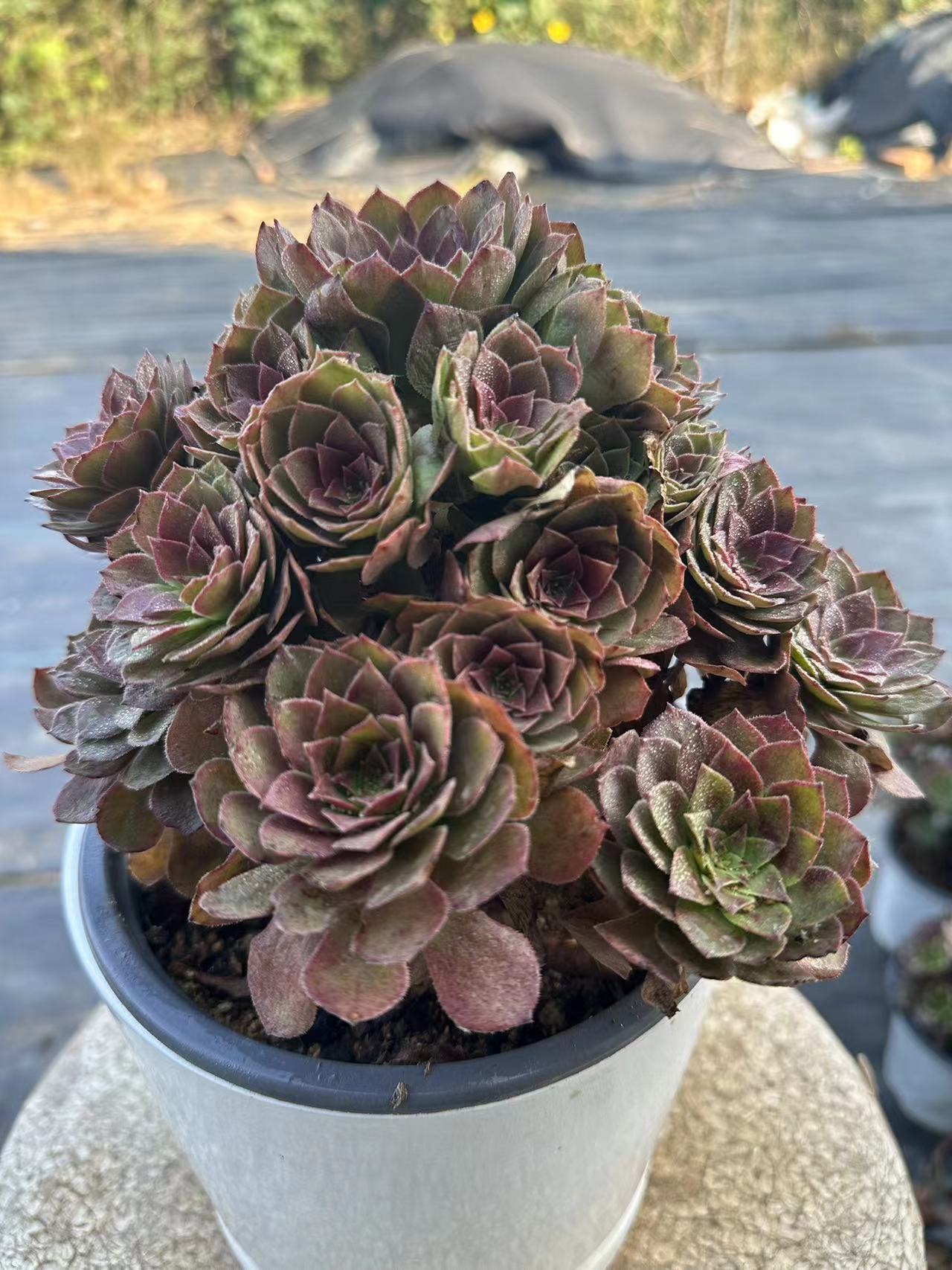 56red devil cluster20-30cm Old pile/ 10-20heads/ Aeonium cluster / Variegated Natural Live Plants Succulents