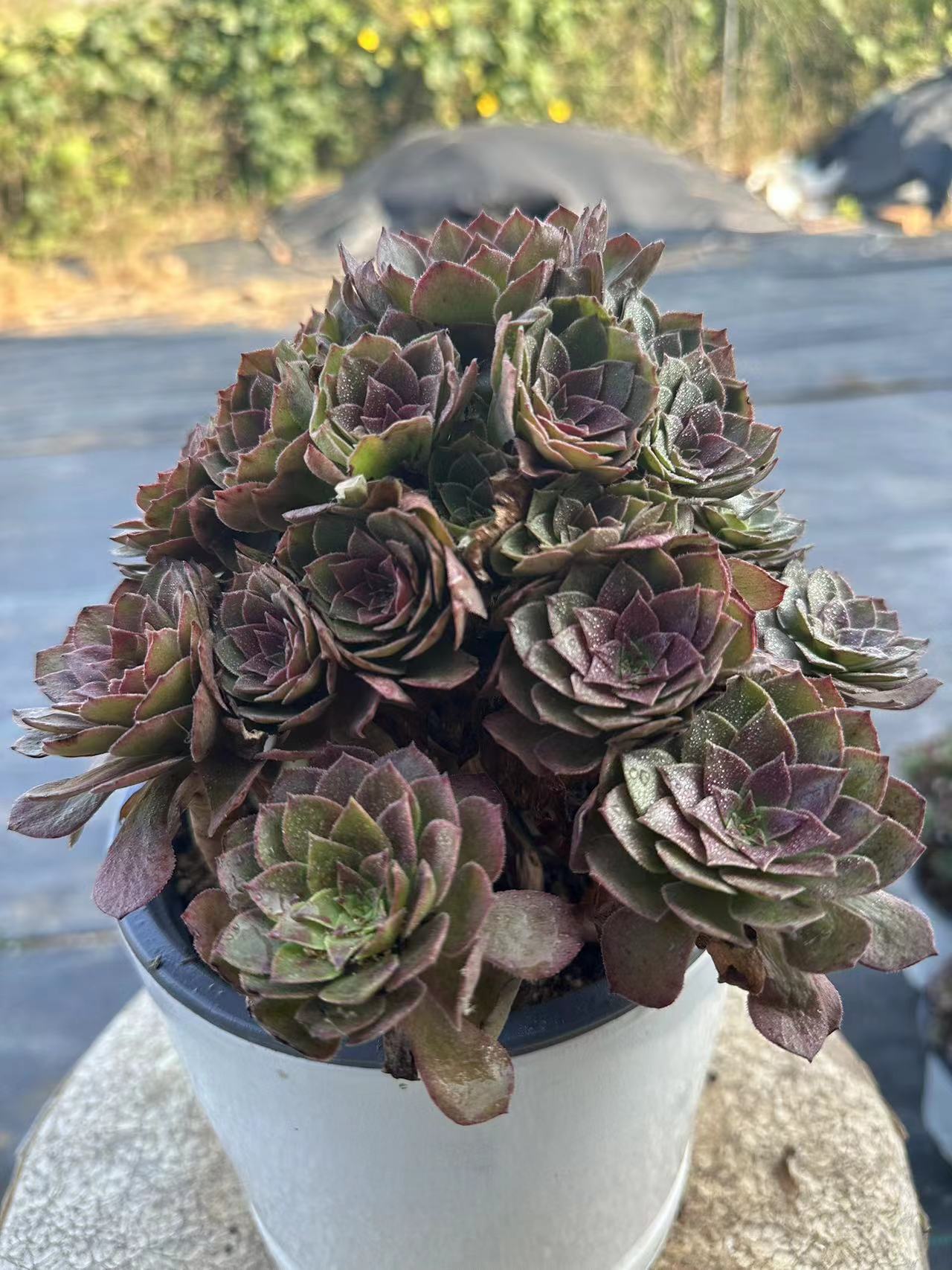 56red devil cluster20-30cm Old pile/ 10-20heads/ Aeonium cluster / Variegated Natural Live Plants Succulents