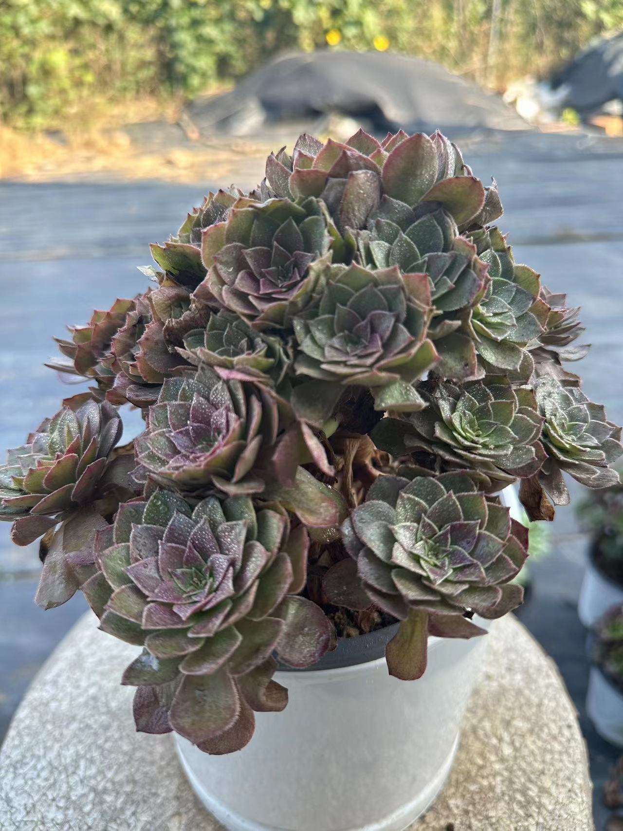 56red devil cluster20-30cm Old pile/ 10-20heads/ Aeonium cluster / Variegated Natural Live Plants Succulents