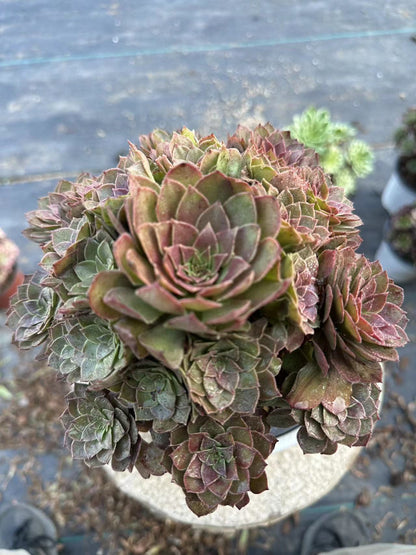 56red devil cluster20-30cm Old pile/ 10-20heads/ Aeonium cluster / Variegated Natural Live Plants Succulents