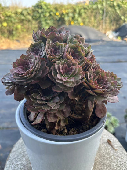 56red devil cluster20-30cm Old pile/ 10-20heads/ Aeonium cluster / Variegated Natural Live Plants Succulents