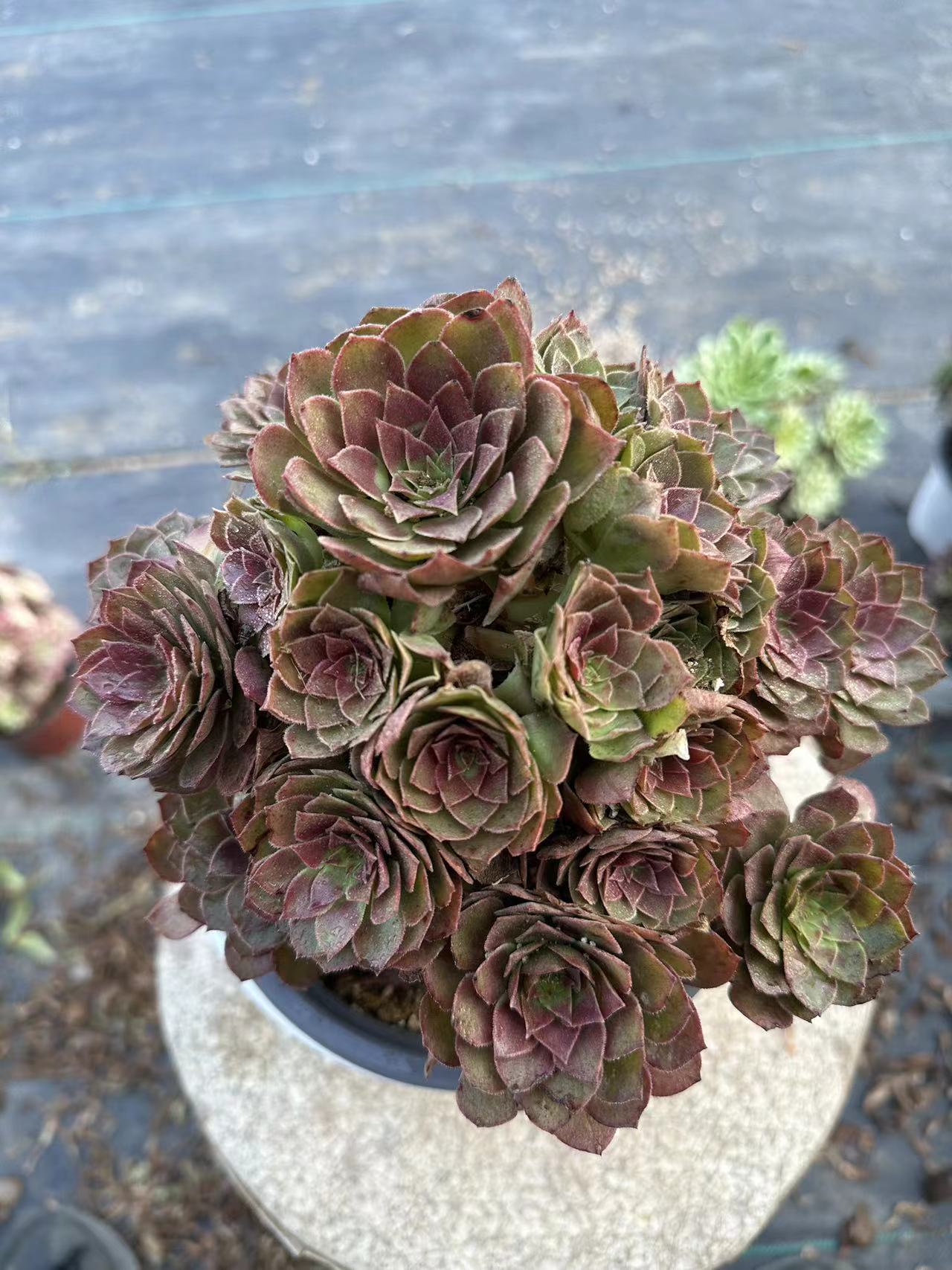 56red devil cluster20-30cm Old pile/ 10-20heads/ Aeonium cluster / Variegated Natural Live Plants Succulents