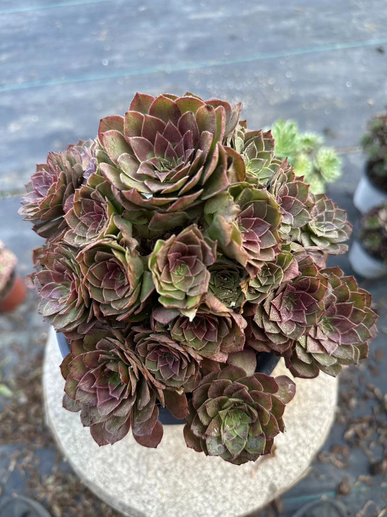 56red devil cluster20-30cm Old pile/ 10-20heads/ Aeonium cluster / Variegated Natural Live Plants Succulents