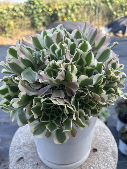 Green Pink Witch cluster20-30cm Old pile/ 10-20heads/ Aeonium cluster / Variegated Natural Live Plants Succulents