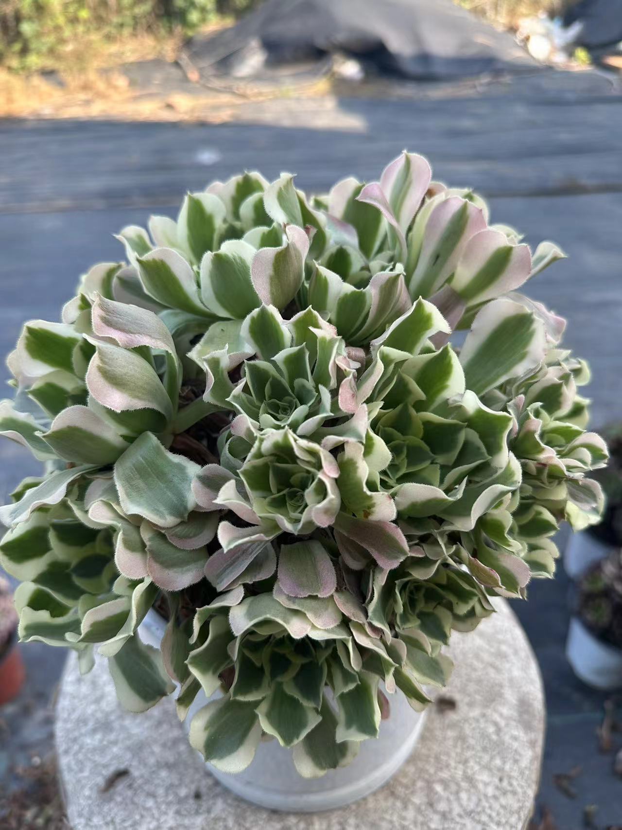 Green Pink Witch cluster20-30cm Old pile/ 10-20heads/ Aeonium cluster / Variegated Natural Live Plants Succulents