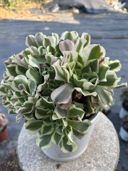 Green Pink Witch cluster20-30cm Old pile/ 10-20heads/ Aeonium cluster / Variegated Natural Live Plants Succulents