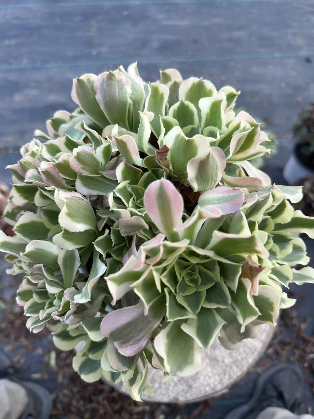 Green Pink Witch cluster20-30cm Old pile/ 10-20heads/ Aeonium cluster / Variegated Natural Live Plants Succulents