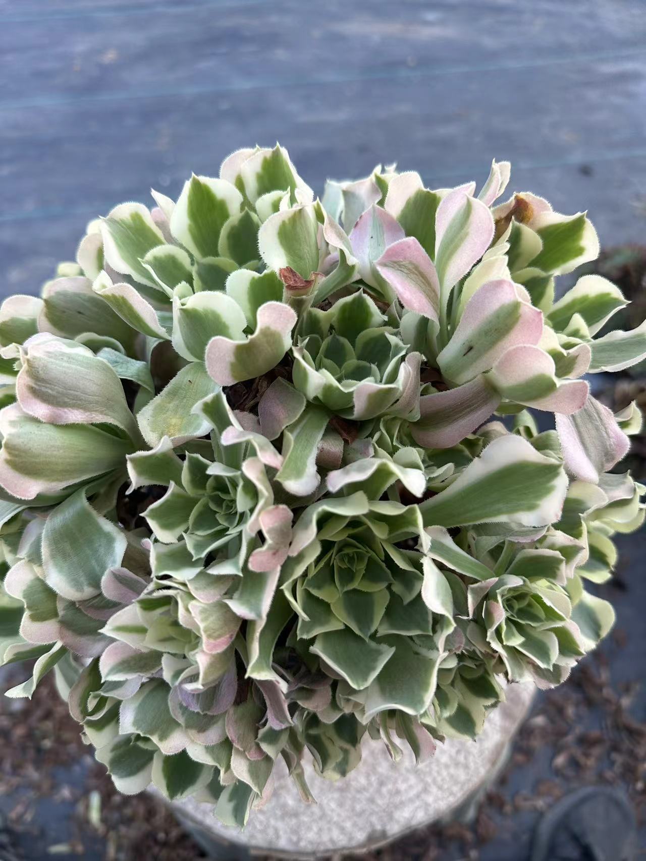 Green Pink Witch cluster20-30cm Old pile/ 10-20heads/ Aeonium cluster / Variegated Natural Live Plants Succulents