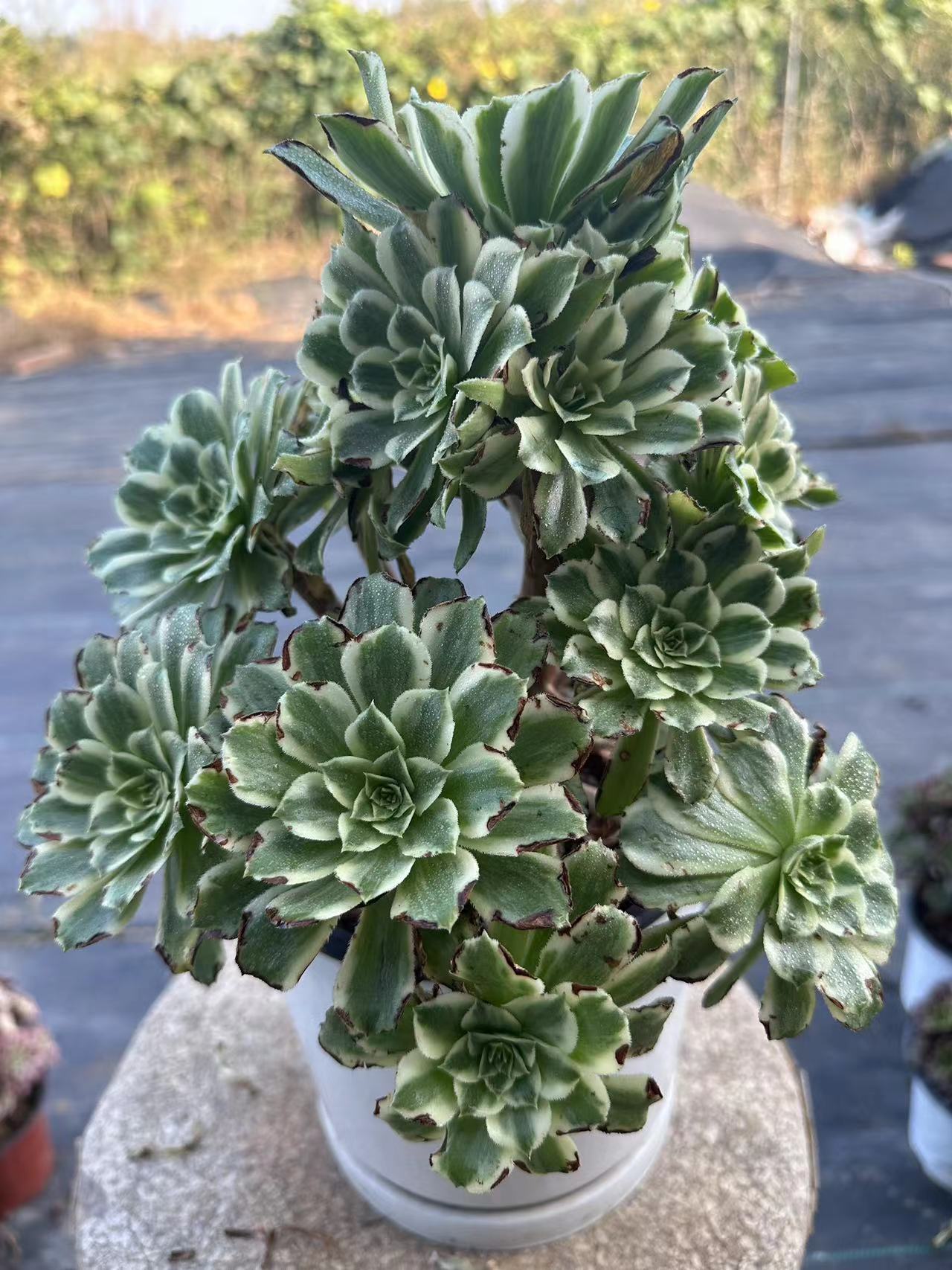 55Green Wave cluster20-30cm Old pile/ 10-20heads/ Aeonium cluster / Variegated Natural Live Plants Succulents