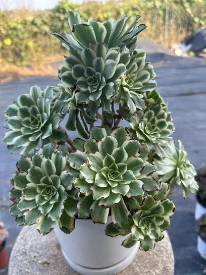 55Green Wave cluster20-30cm Old pile/ 10-20heads/ Aeonium cluster / Variegated Natural Live Plants Succulents