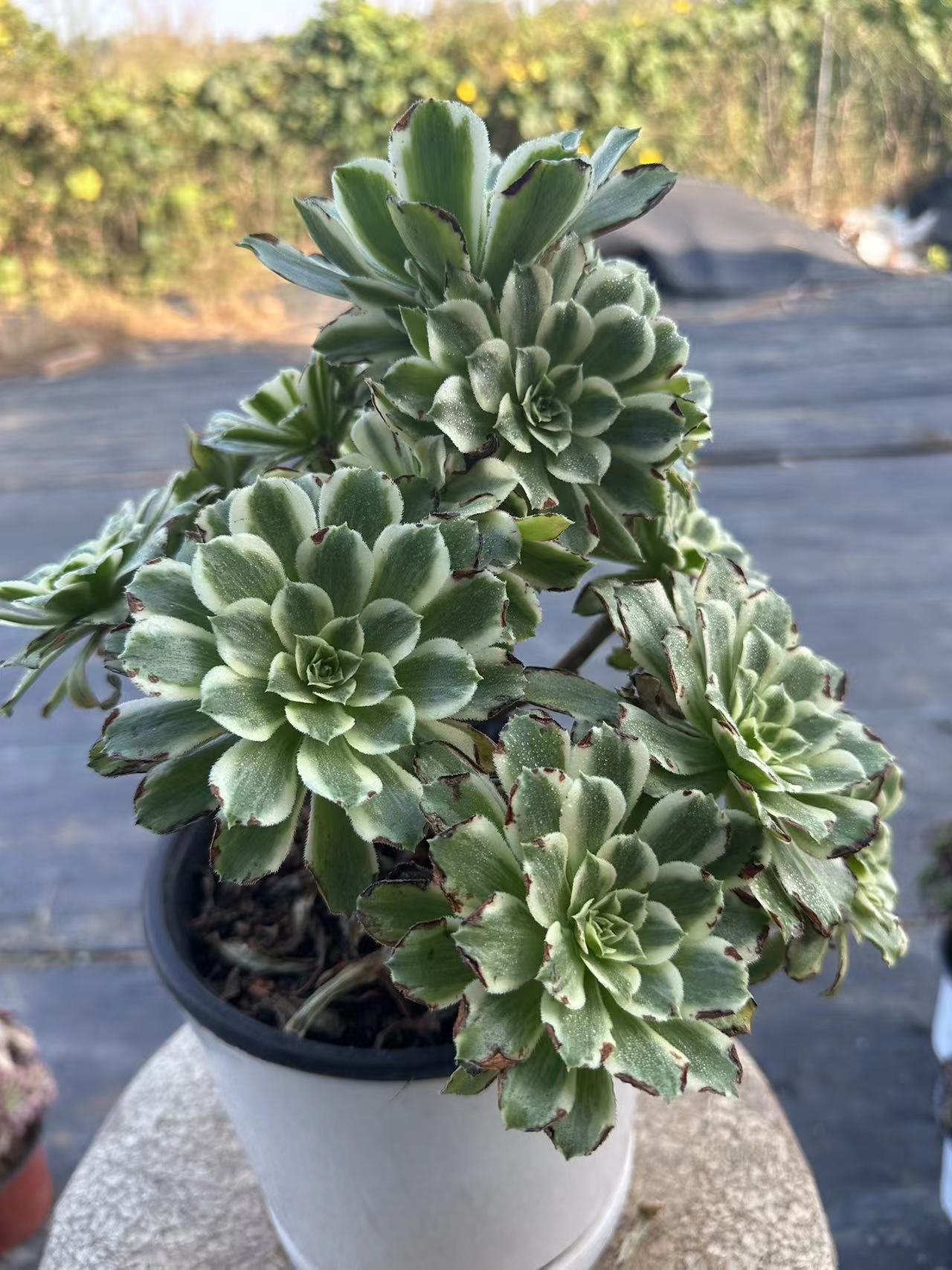 55Green Wave cluster20-30cm Old pile/ 10-20heads/ Aeonium cluster / Variegated Natural Live Plants Succulents