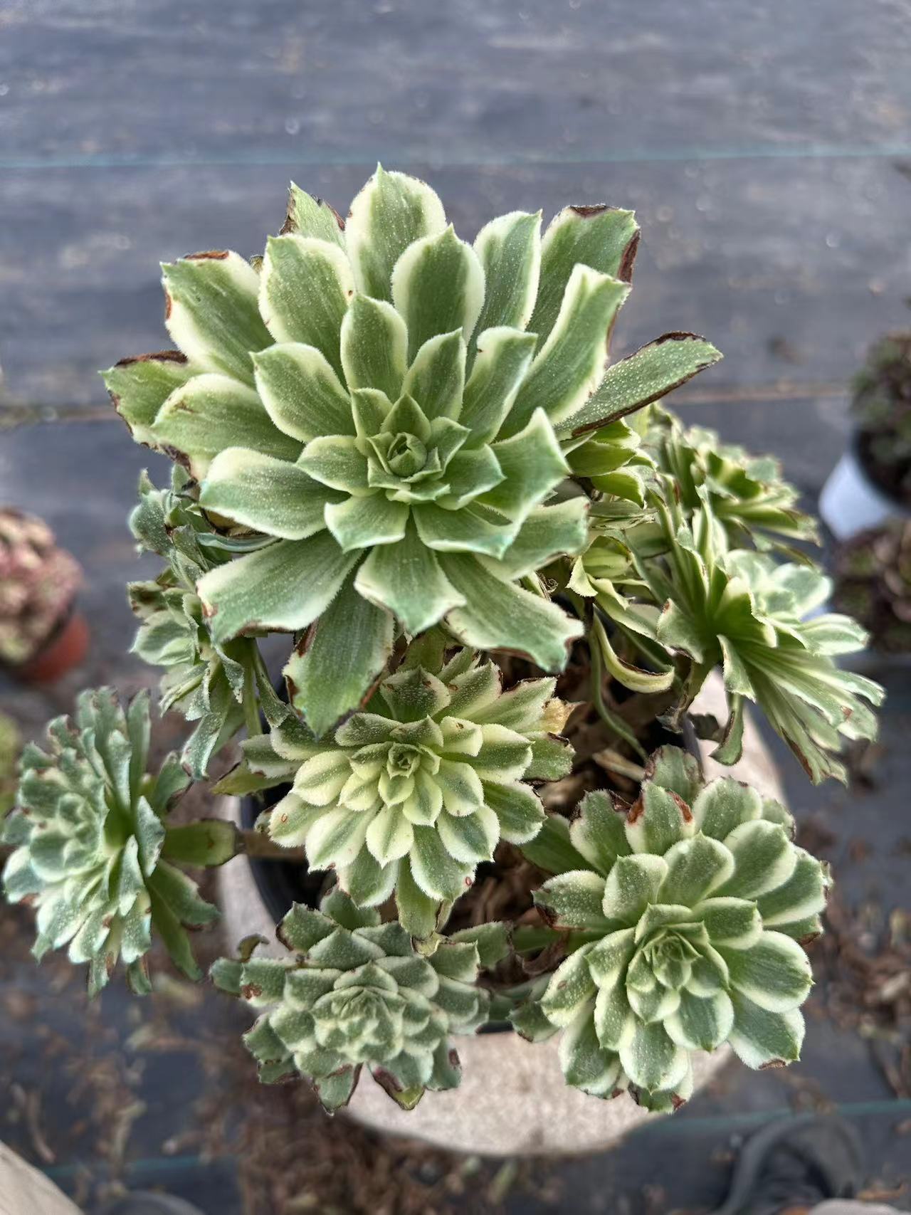 55Green Wave cluster20-30cm Old pile/ 10-20heads/ Aeonium cluster / Variegated Natural Live Plants Succulents