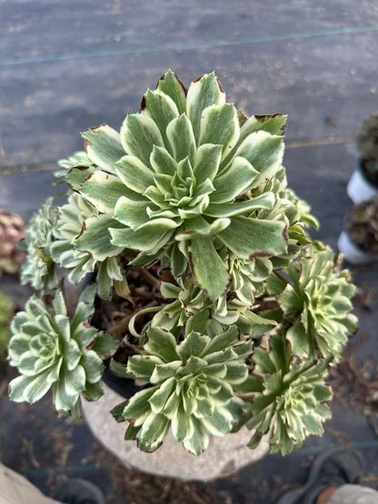 55Green Wave cluster20-30cm Old pile/ 10-20heads/ Aeonium cluster / Variegated Natural Live Plants Succulents