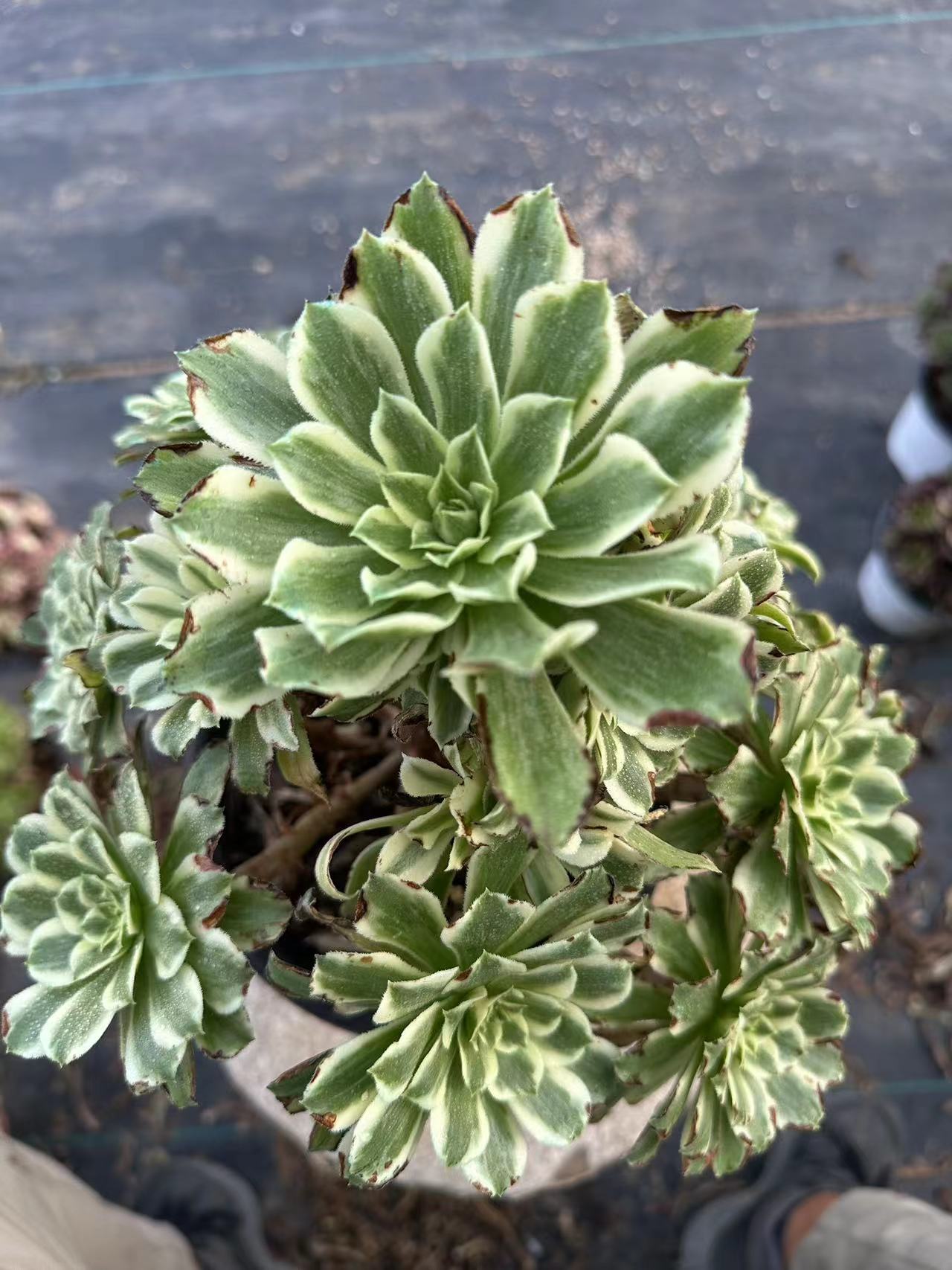 55Green Wave cluster20-30cm Old pile/ 10-20heads/ Aeonium cluster / Variegated Natural Live Plants Succulents