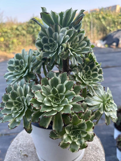 55Green Wave cluster20-30cm Old pile/ 10-20heads/ Aeonium cluster / Variegated Natural Live Plants Succulents