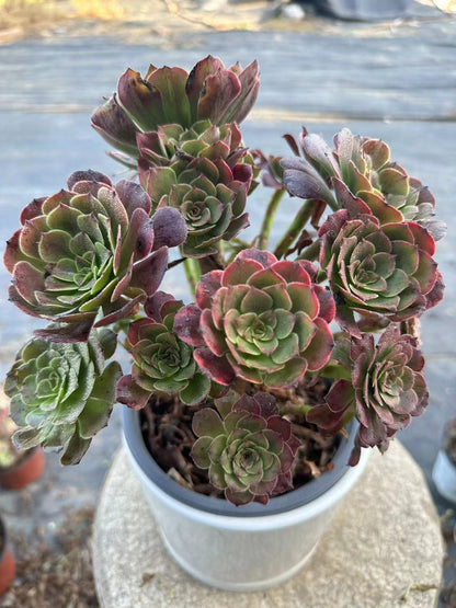 27Spark cluster20-30cm Old pile/ 10-20heads/ Aeonium cluster / Variegated Natural Live Plants Succulents