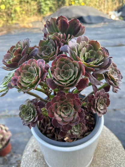 27Spark cluster20-30cm Old pile/ 10-20heads/ Aeonium cluster / Variegated Natural Live Plants Succulents